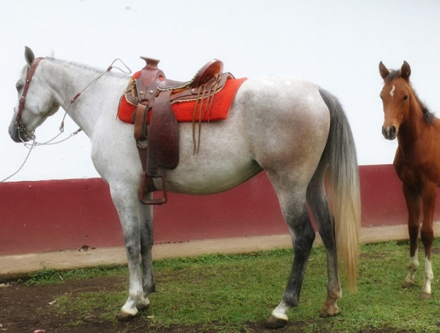  Os nossos cavalos 